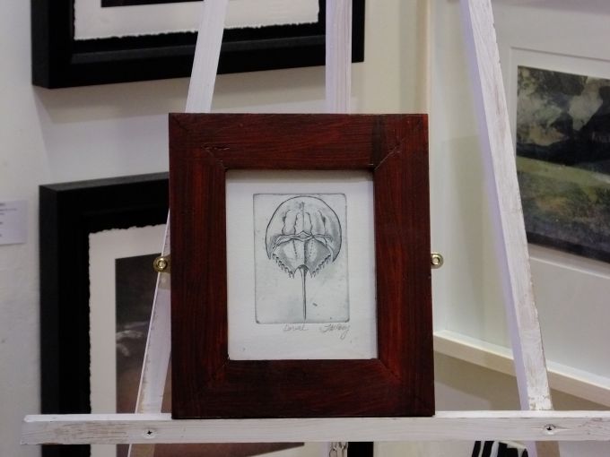 Dorsal view of Horseshoe Crab