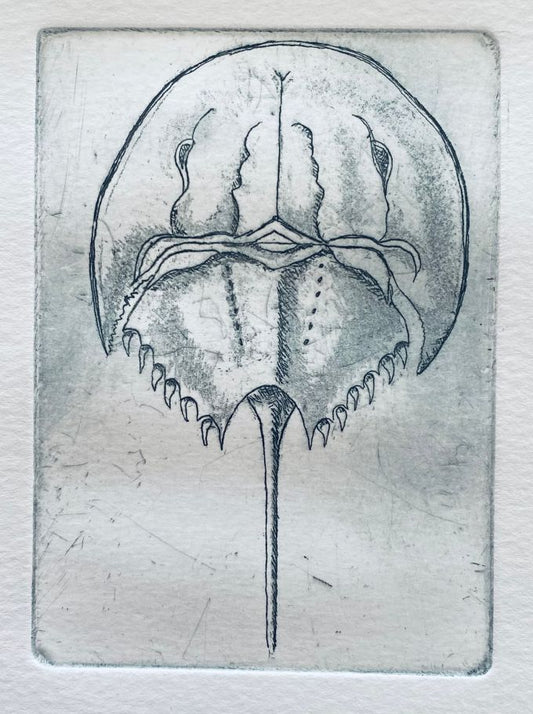 Image of Dorsal view of Horseshoe Crab by Tracy McCoey