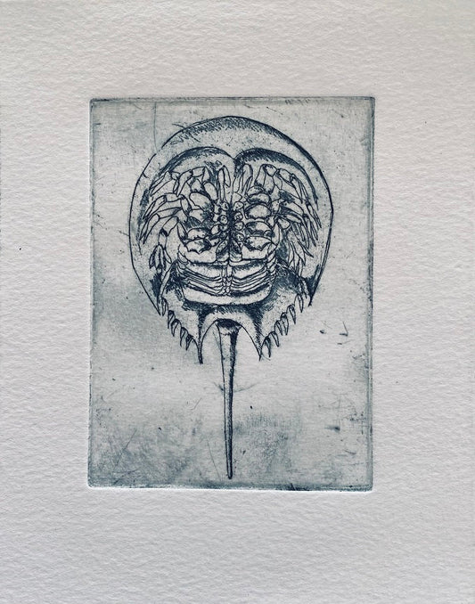 Image of Ventral View of Horseshoe Crab by Tracy McCoey
