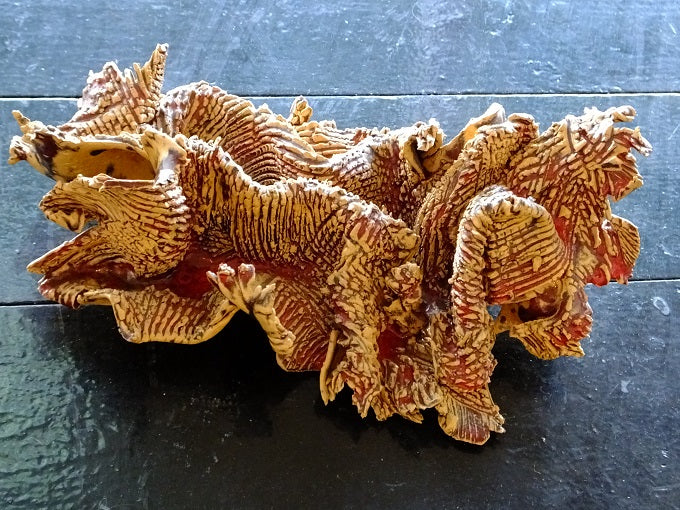 Image of Sea Dragon by Jolita Jarutiené