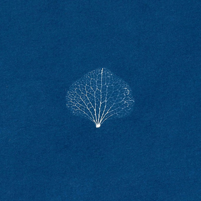 Image of Leaf Skeleton by Aimée  Nelson