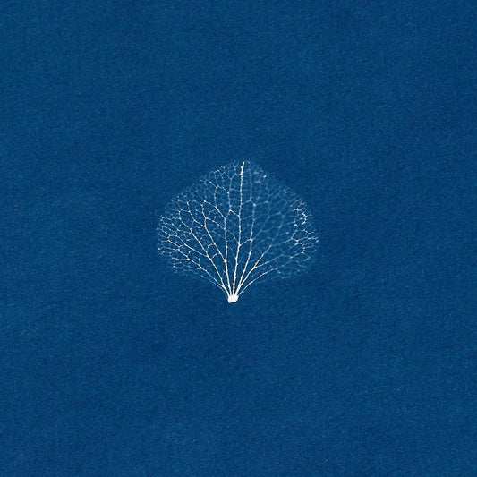 Image of Leaf Skeleton by Aimée  Nelson