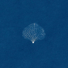 Load image into Gallery viewer, Image of Leaf Skeleton by Aimée  Nelson 
